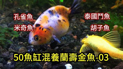 可以跟金魚混養的魚|【金魚可以跟什麼魚混養】不敢相信！原來金魚可以跟。